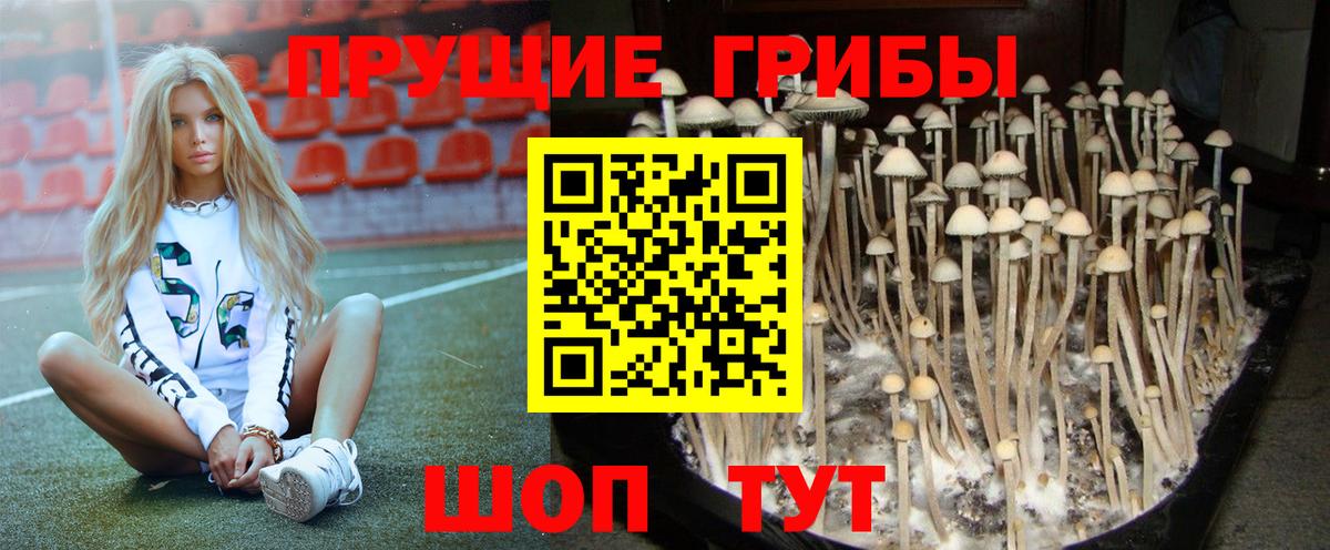 Галлюциногенные грибы мухоморы  Псилоцибиновые грибы Psilocybine cubensis  Карталы  Вход с VPN 
